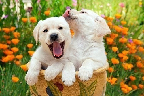 Владимир Poseidon  - С Днем Рождения!