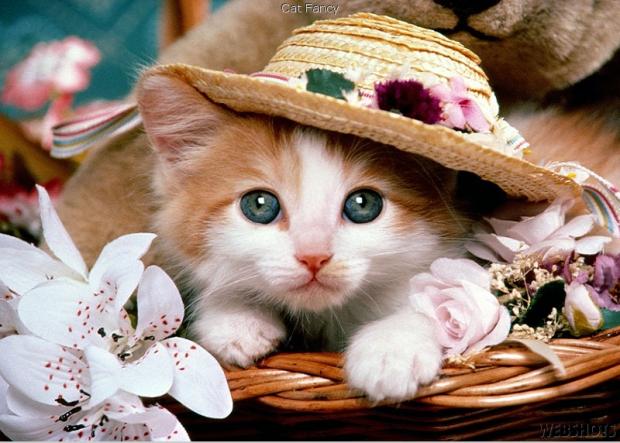 صور قطط كيوت Cute+Cat+%25281%2529