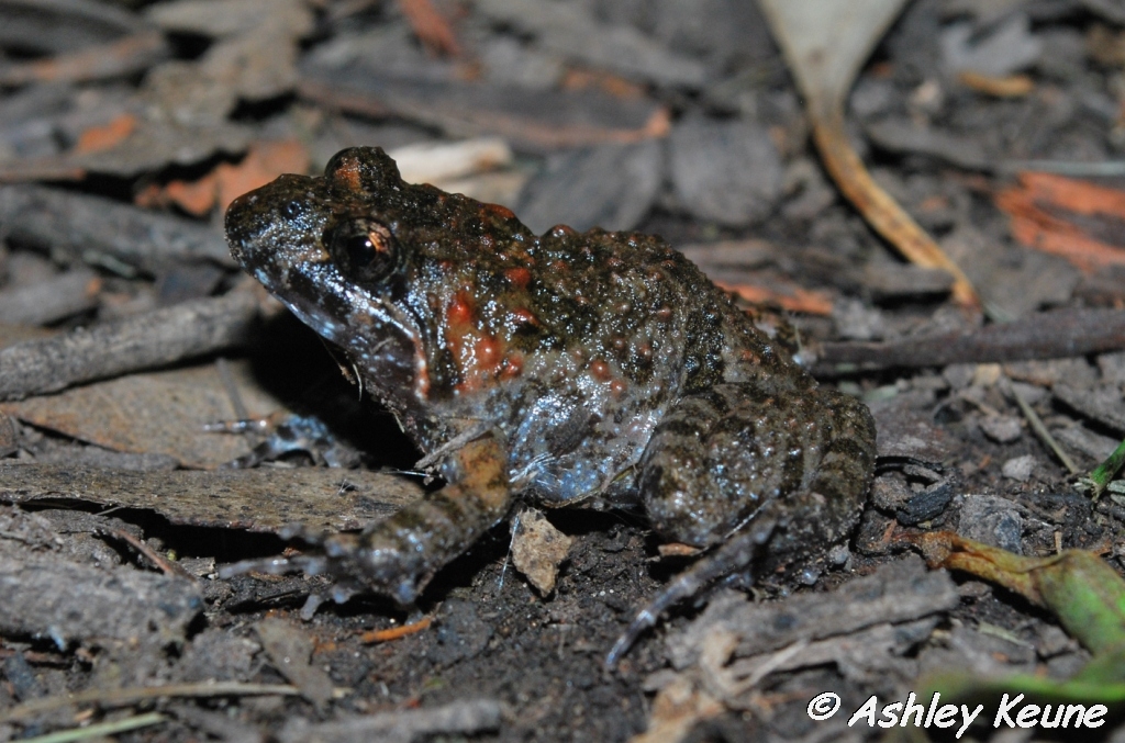 Australian Frogs Photography KEUNEA PHOTOGRAPHY Tusked Frogs at my