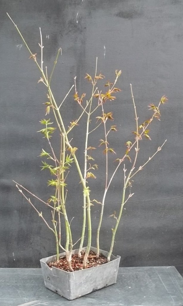 Bonsai Beginnings A Handful of Seed