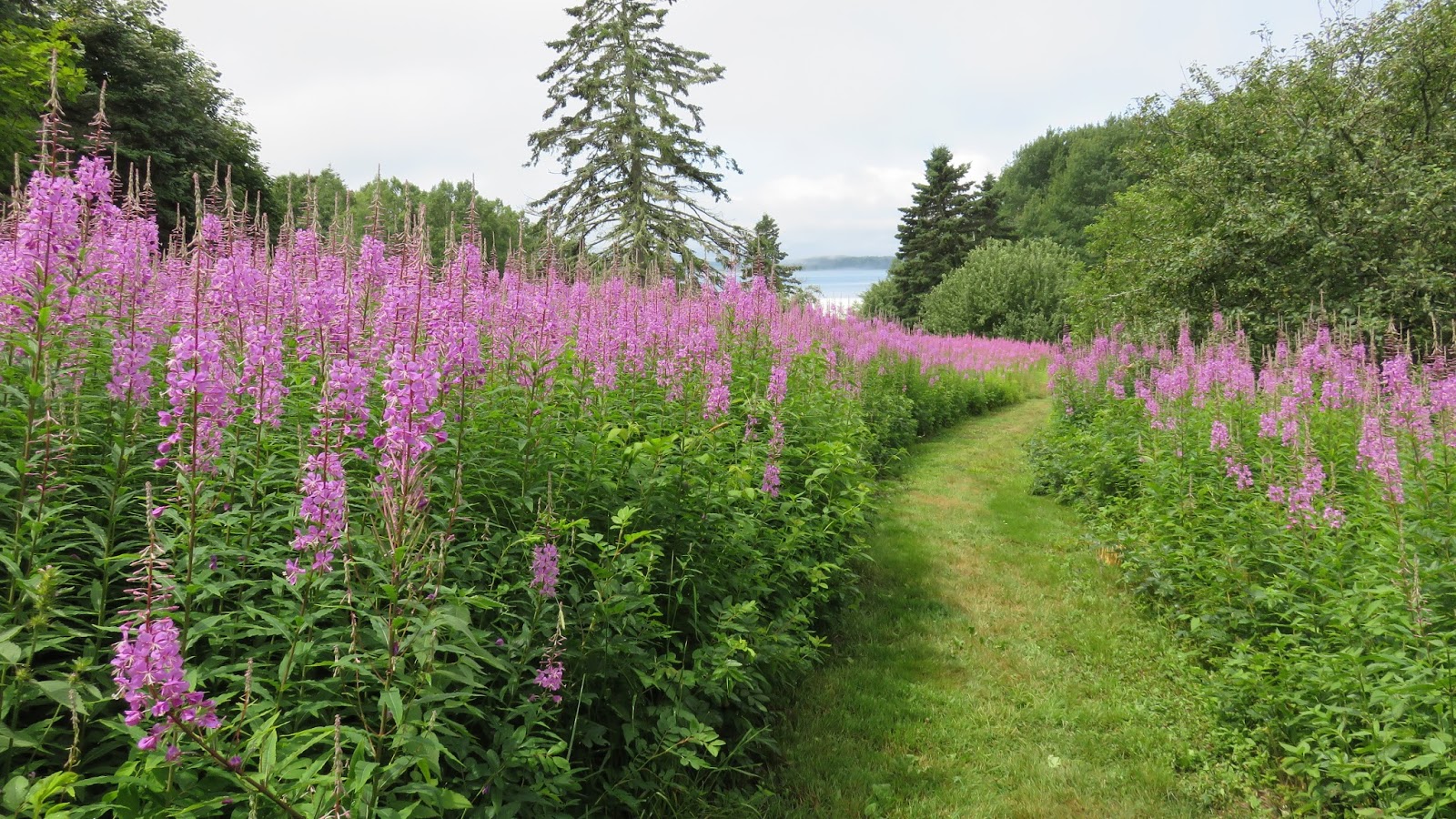 A Campobello Island Home for Sale
