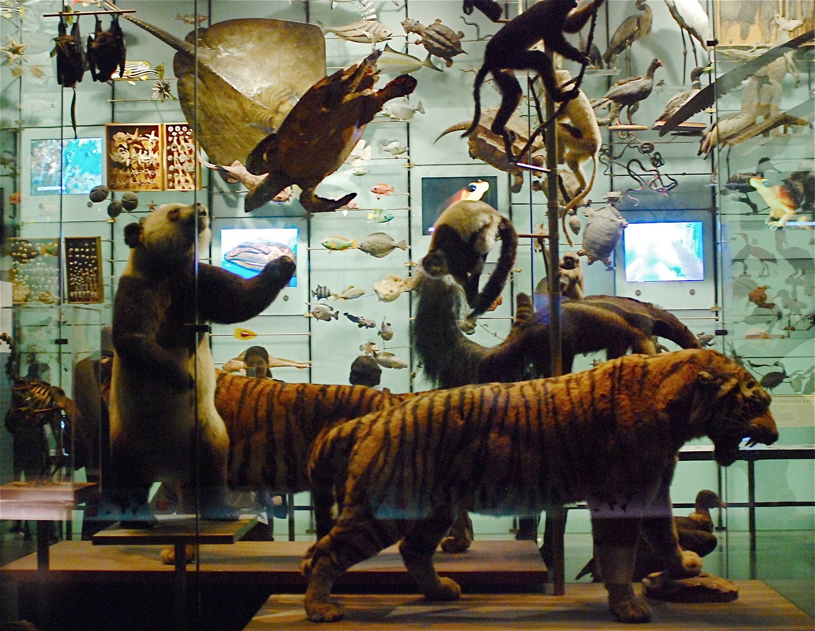 NYC ♥ NYC All Creatures Great and Small Hall of Biodiversity at the the American Museum of