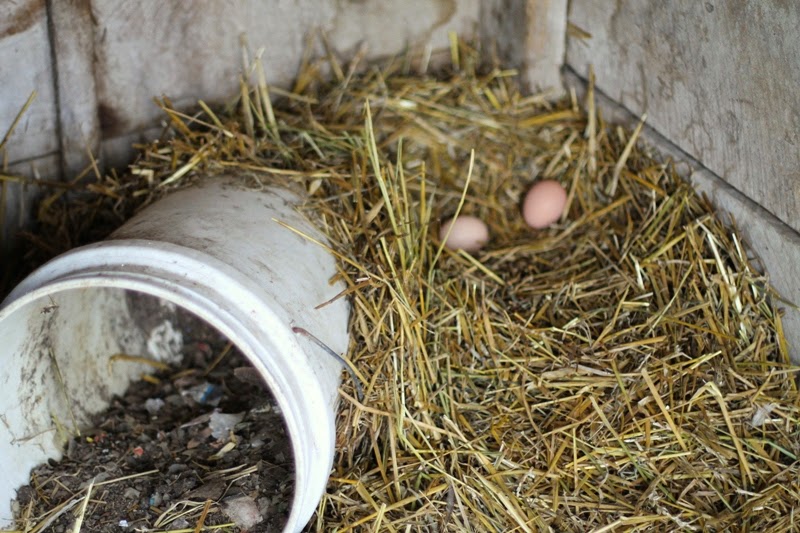 pullet eggs amidst the junk in the turkey townhouse