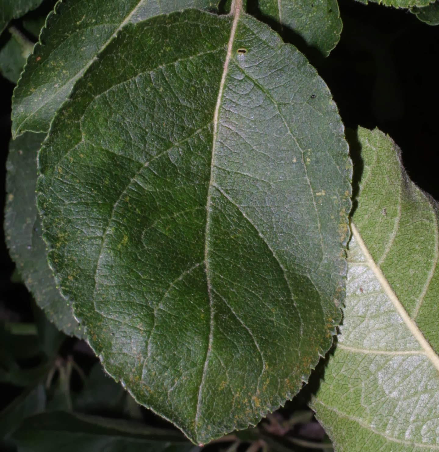 Trees Malus sylvestris Crab Apple