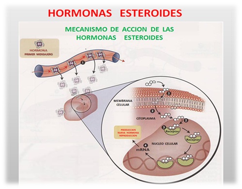 Hormonas no esteroideas mecanismo de accion