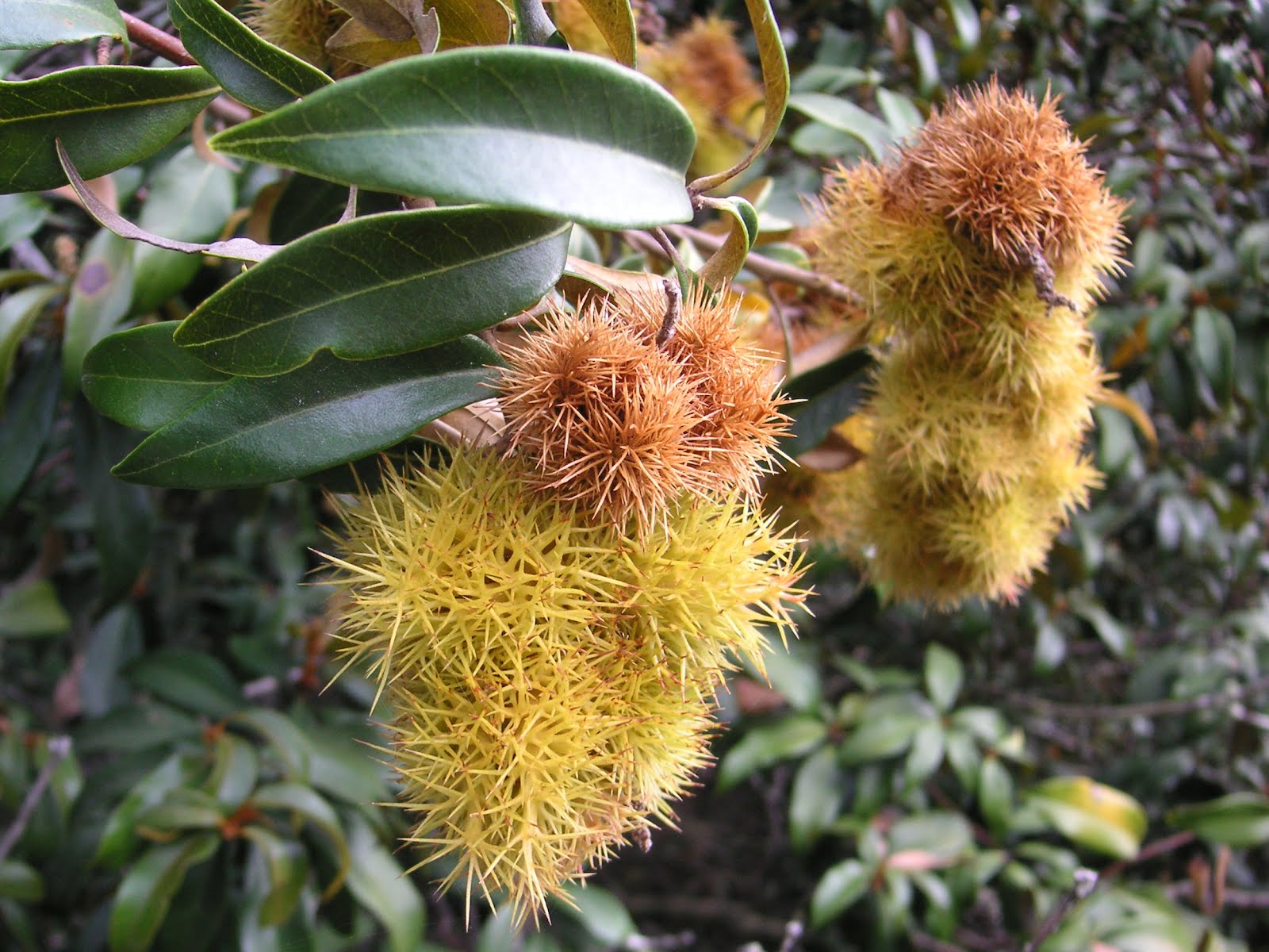 Nature ID golden chinquapin 08/04/12 Henry Cowell Redwoods