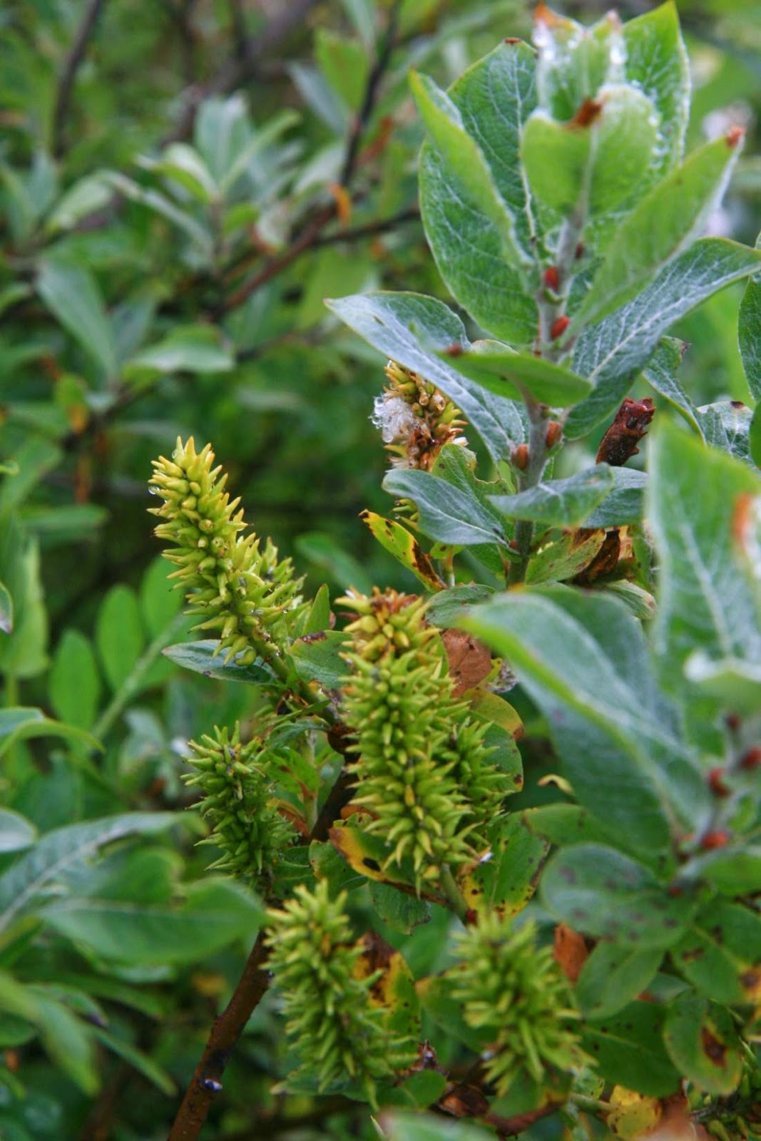 Trees Salix alaxensis Alaska willow Feltleaf Willow