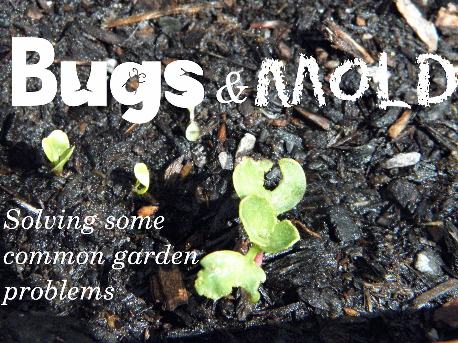 A Soft Landing Bugs & Mold Solving some common garden problems