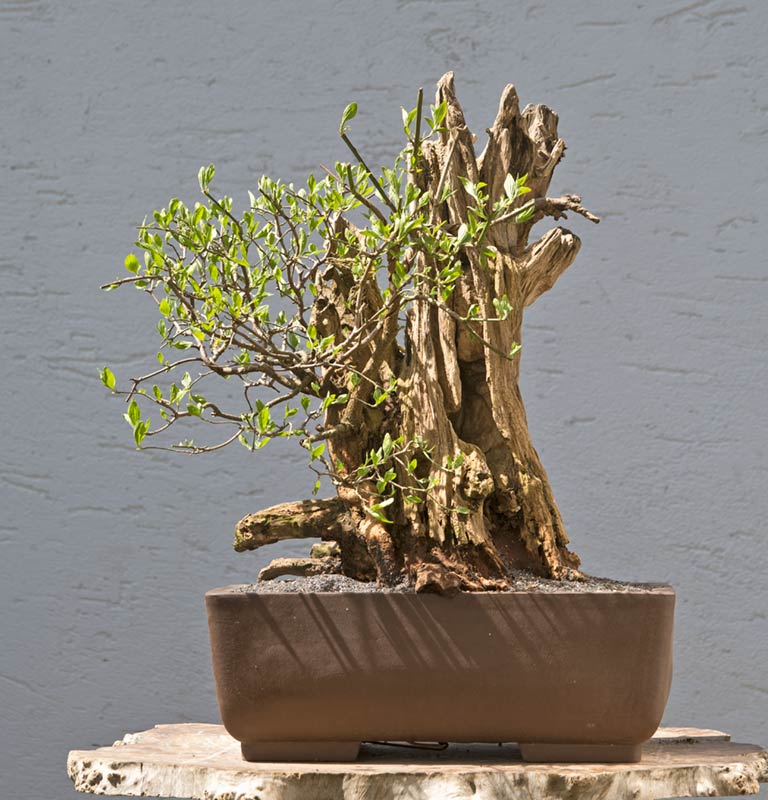 Walter Pall Bonsai Adventures Massive dogwood repotted, available