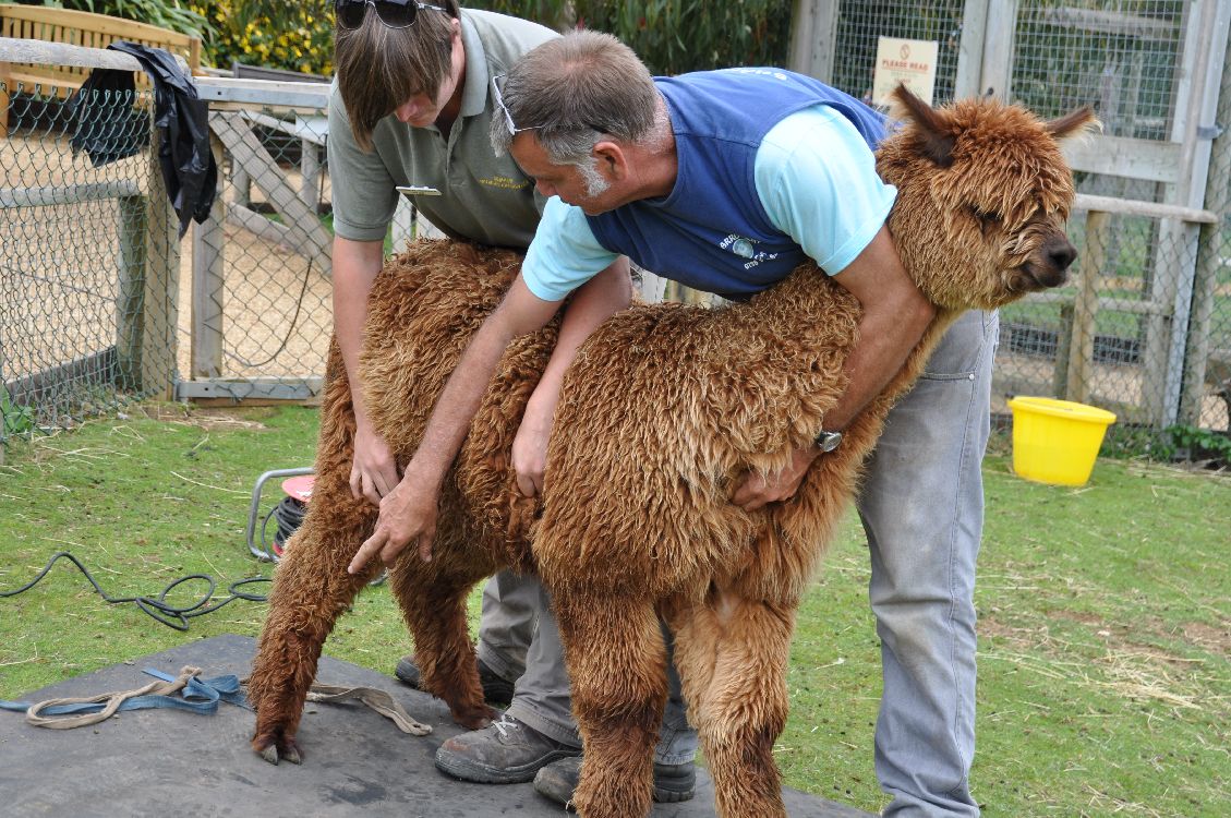 Seaview Wildlife Encounter ALPACA SHEARING TIME!