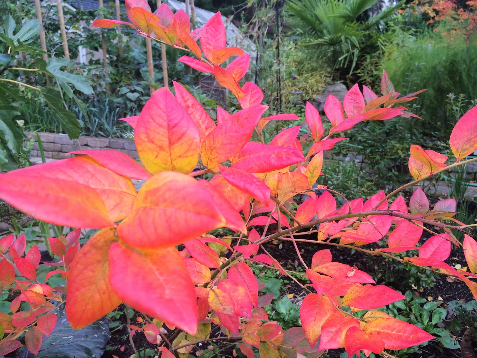 Les 31 Meilleures Images De Nos Arbustes En 2020 Arbuste