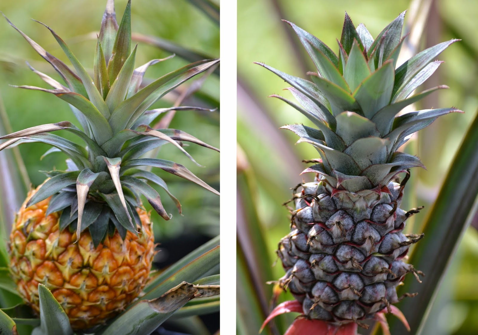 Julie Ann Events How The Pineapple Is A Sign Of Hospitality.