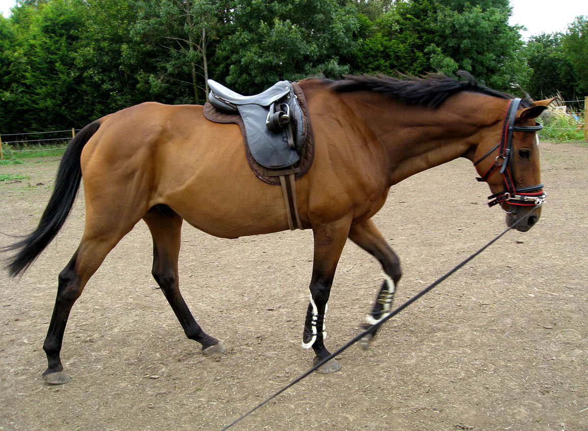 My Equestrian World GroundWork