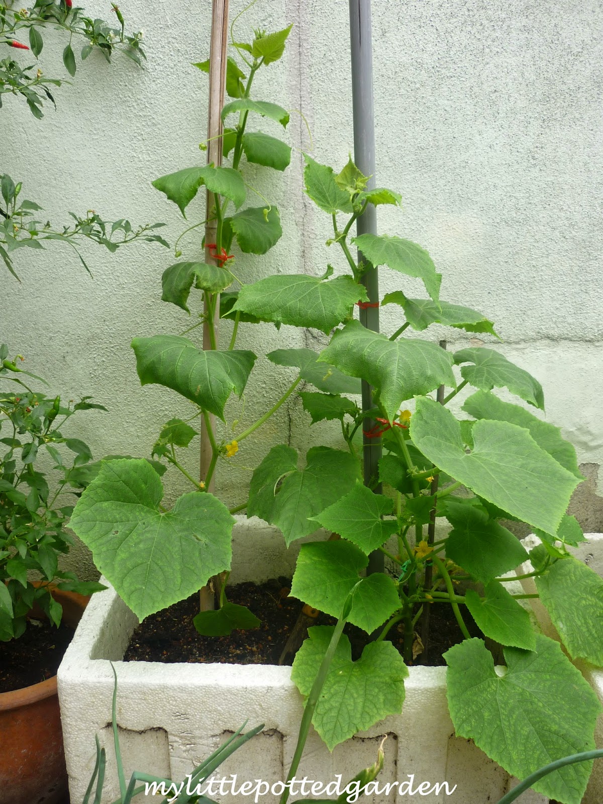 My Little Potted Garden Spacemaster Cucumber