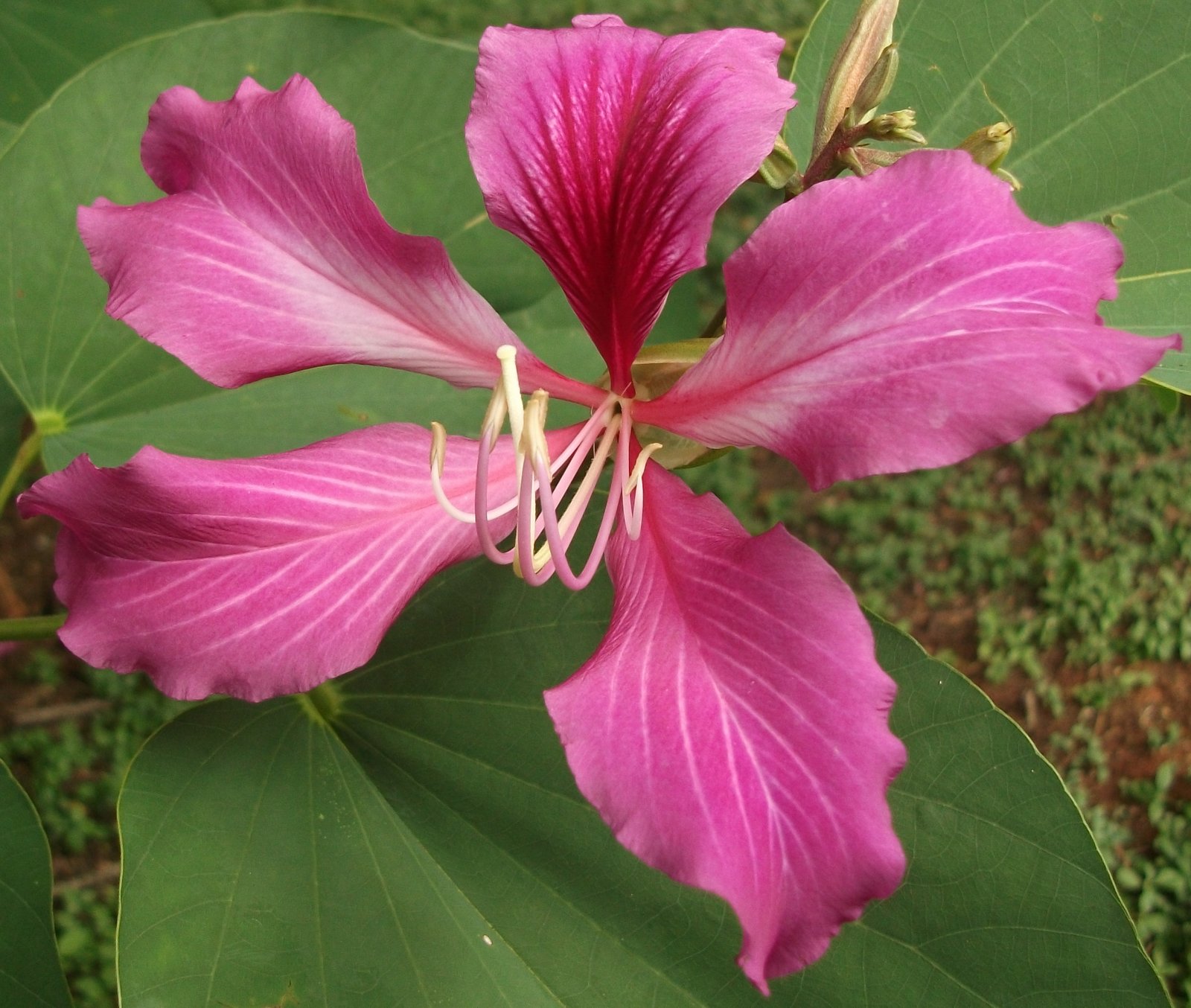 Flower Homes Flowers of World Countries ( H )