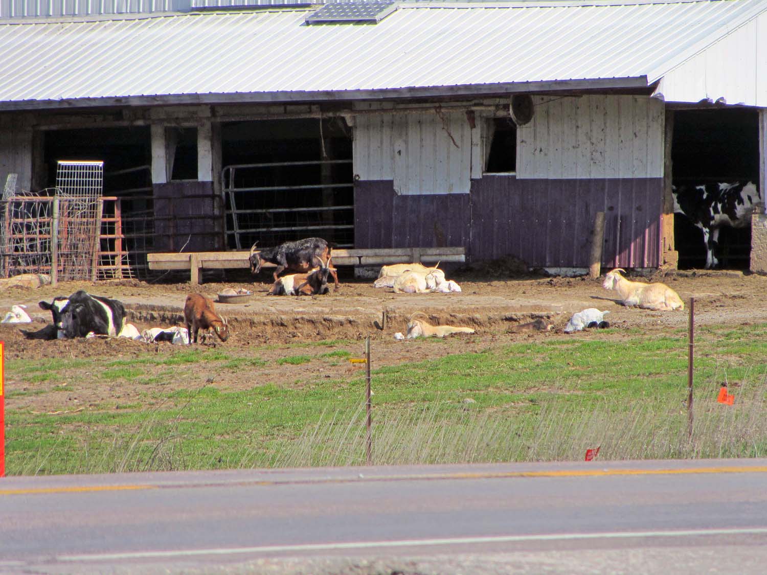 John and Sigrid's Adventures: Iowa - Kalona Day 2 - 4/26/2013