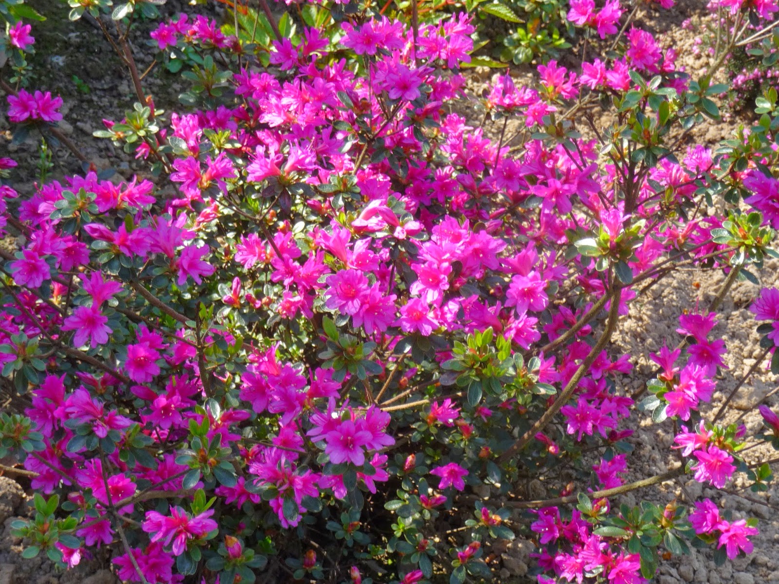 Future Plants By Randy Stewart Escallonia