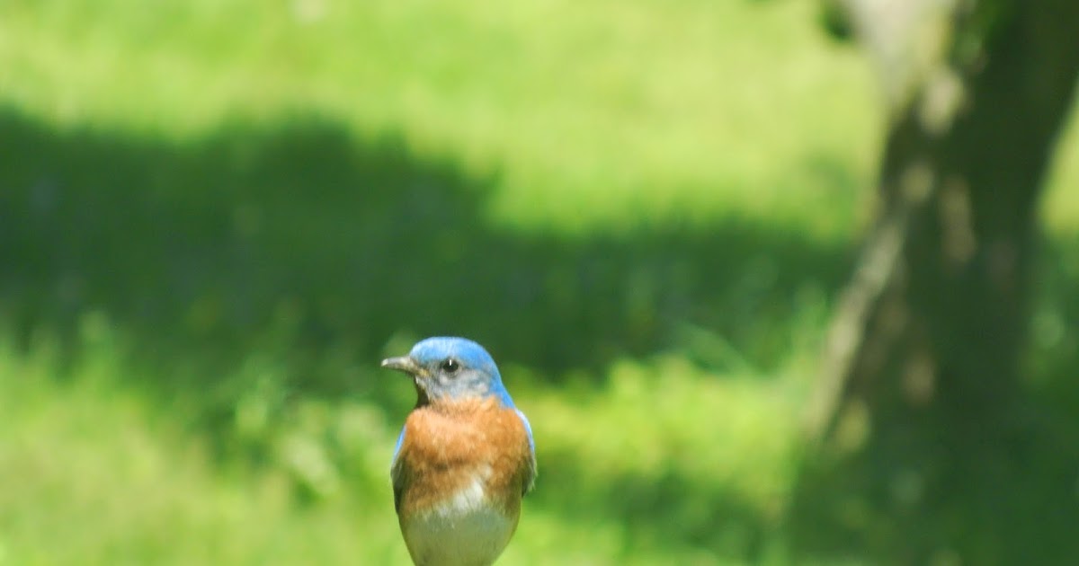 Foothills of the Great Smoky Mountains In The Good Ol' Summertime