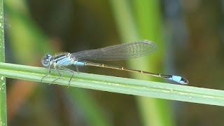 Ischnura elegans (male) DSC54224