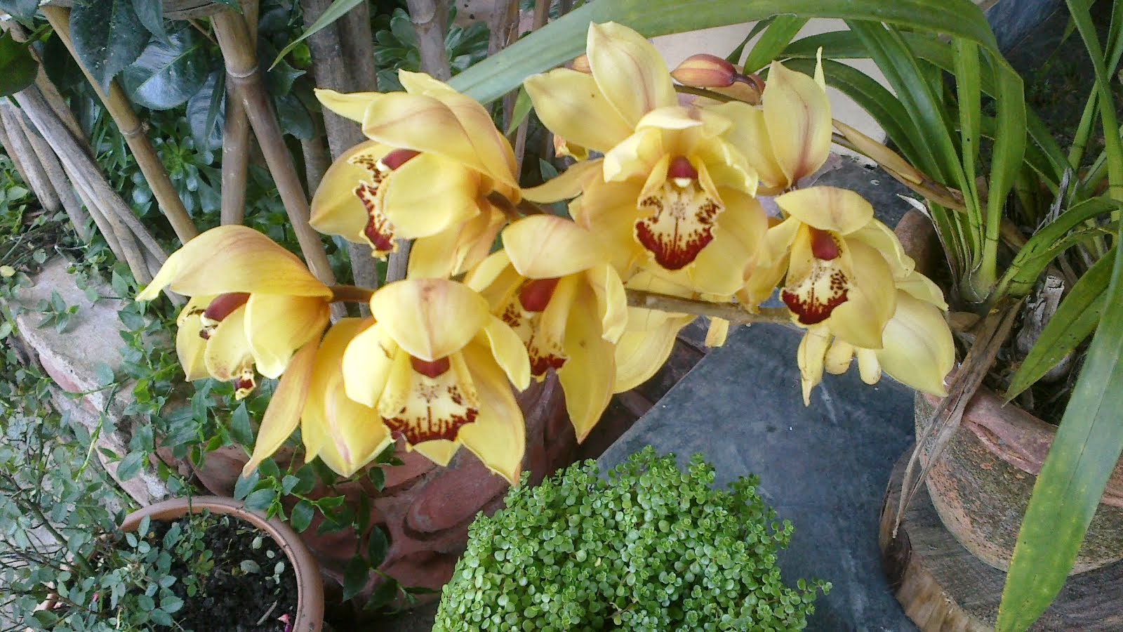 Yellow Orchid