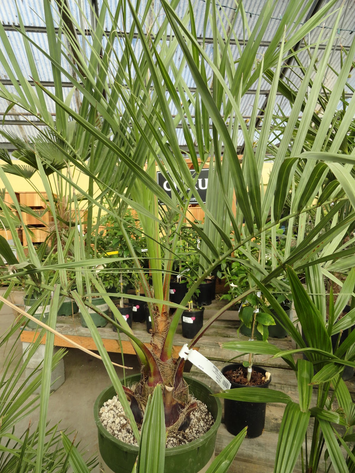 danger garden Is it too early to buy my Christmas Tree Palm?