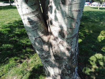 Tronco Populus alba Tronco Populus alba