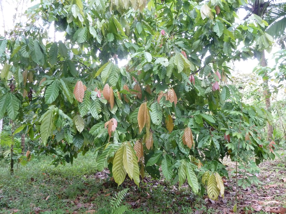 Farms Forests Foods March 2012