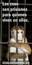 Los Zoológicos son carceles prisioneros y esclavos
