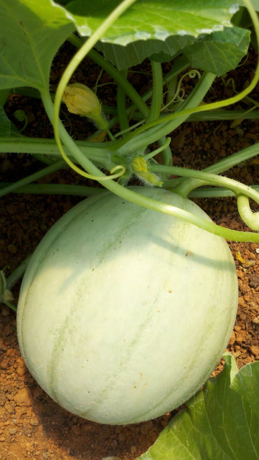Girl with the Green Hair Look At Those Melons
