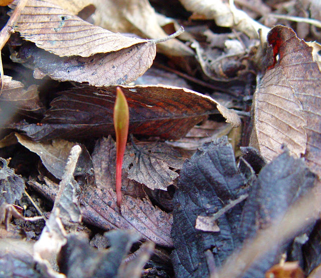 Wild Wild Woods Trout Lily emerging