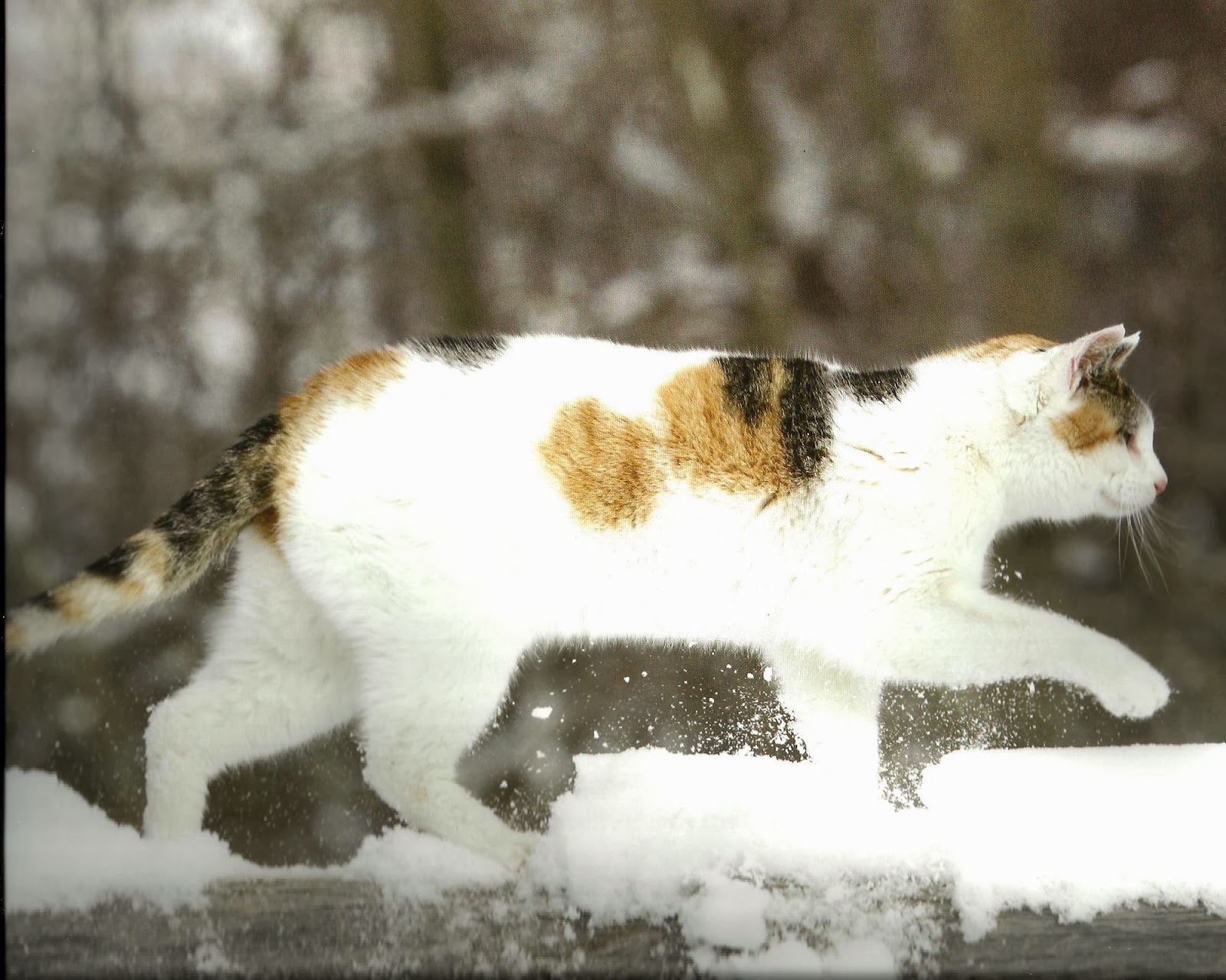 Calico Cat With Interesting Gps >> Desktop Hd Wallpapers Free Downloads Calico Cats Hd Wallpapers Calico Cat With Interesting Gps >> Desktop Hd Wallpapers Free Downloads Calico Cats Hd Wallpapers
