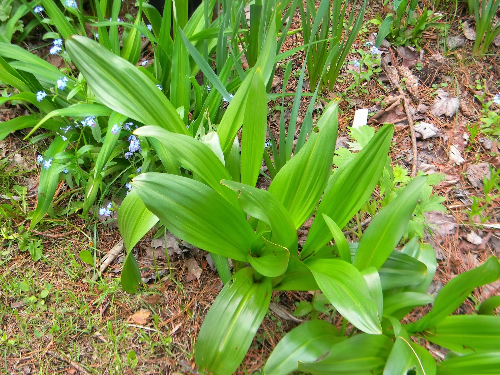 The Northern New York Gardener Autumn Crocus; Japanese Irises