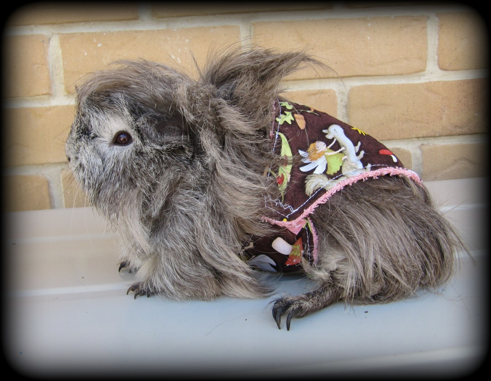 All Things Guinea Pig Piggie Panties