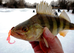 Ловля окуня зимой на съедобную резину 