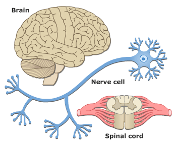 The Nervous System: | Fine Fitness