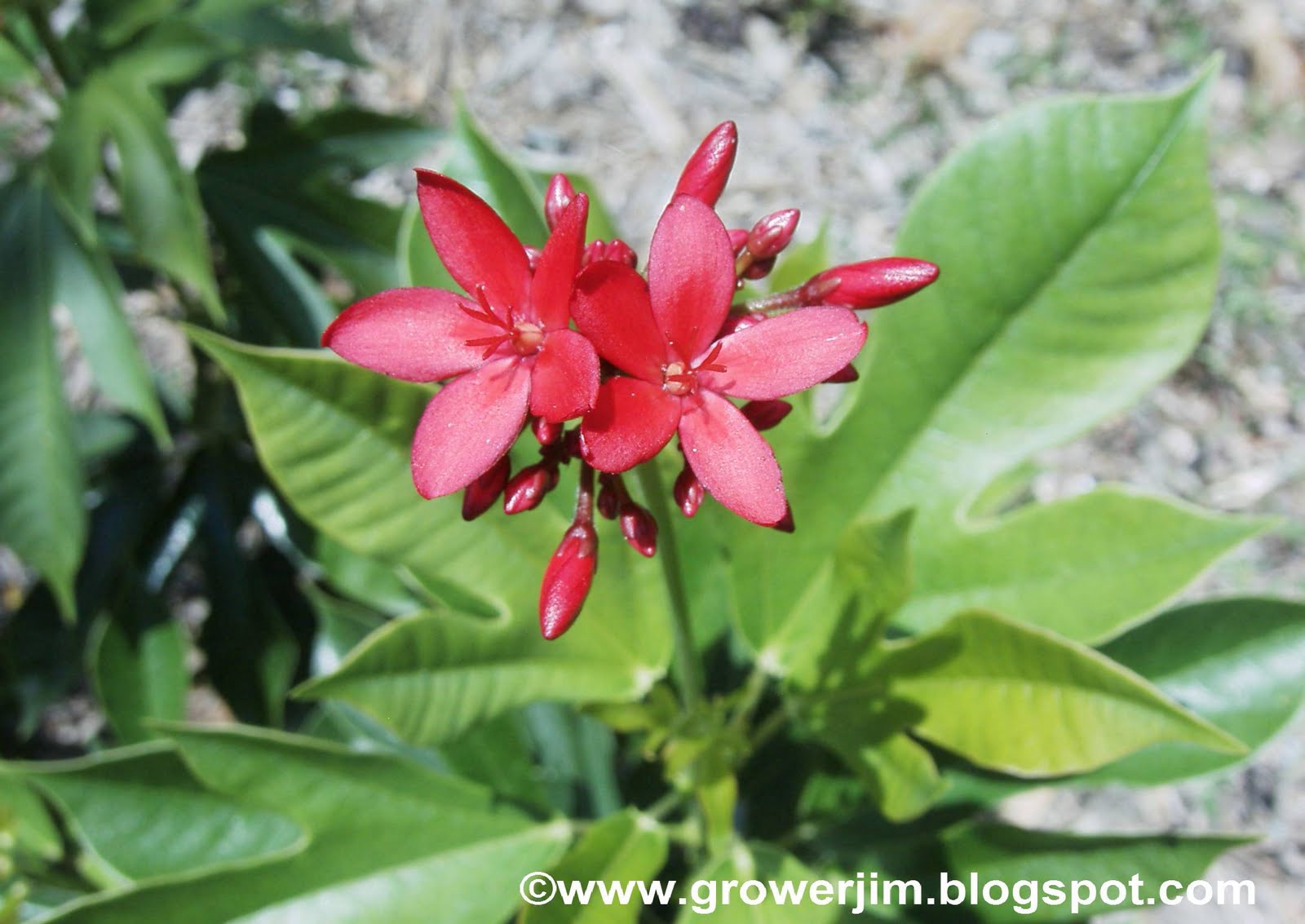 Garden Adventures Jatropha integerrima