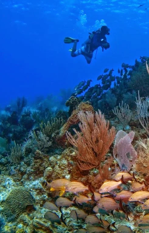 Cayman Island Reef, Grand Caymans