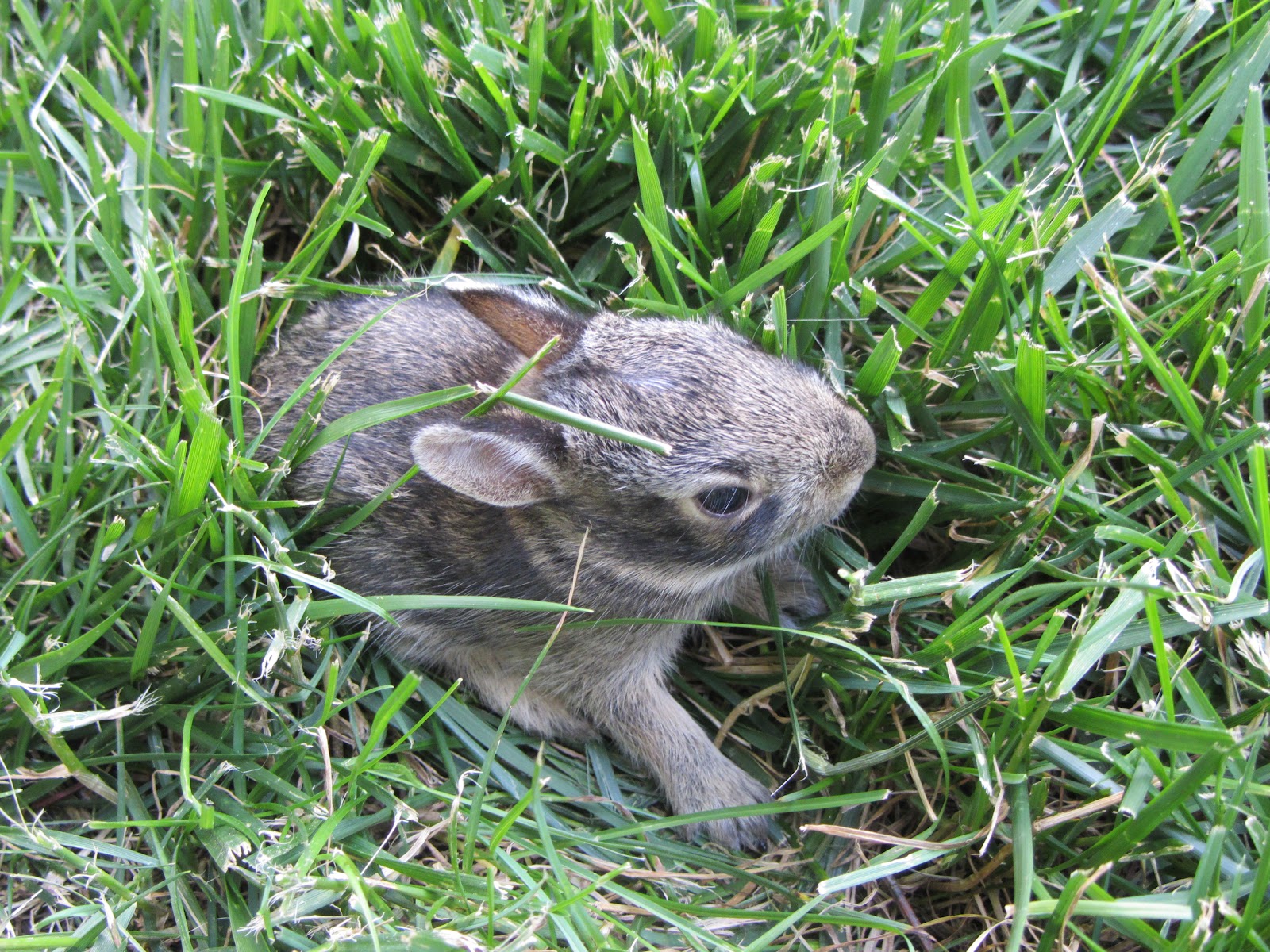 Paper Cut Screams by Cheryl Baby Bunnies In My Backyard
