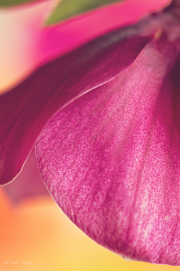 still life macro technique - pink lenten rose macro detail on lenten rose petal