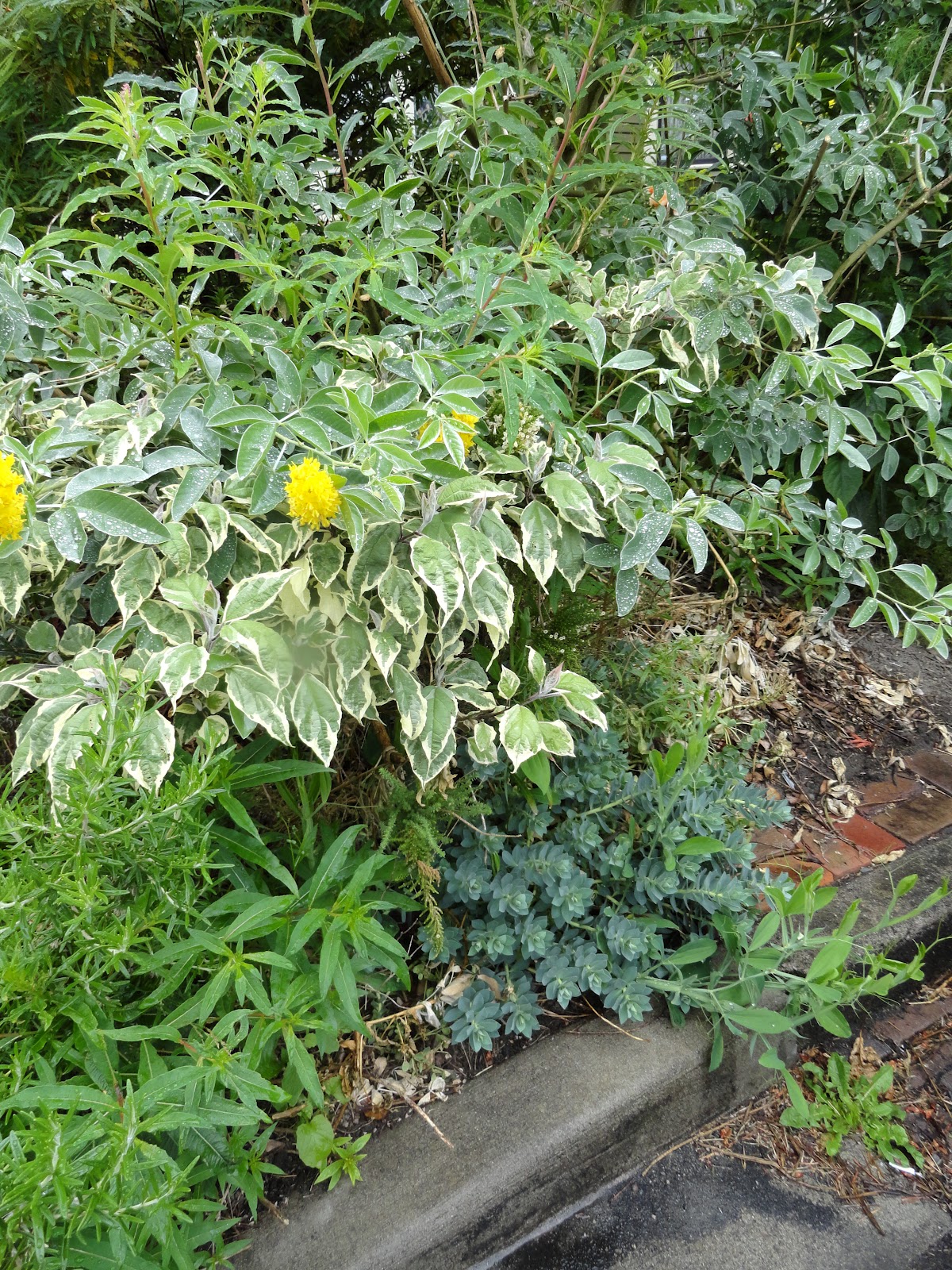 Plant Photography Genista X Spachiana Nana