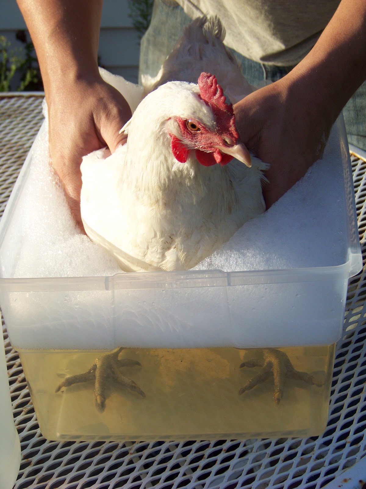 Chicken Bath 101 Community Chickens