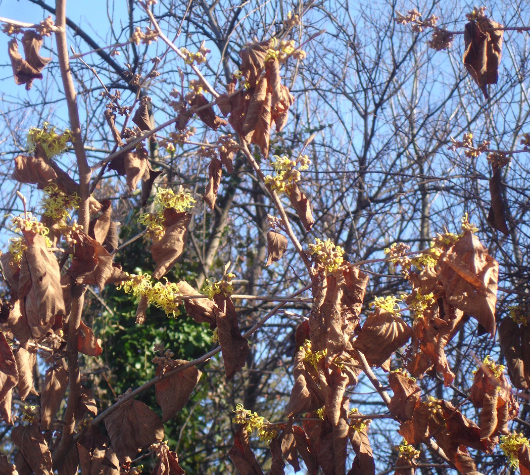 Blooming Shrubs That Intoxicate Me Blissful Solitary Wanderings