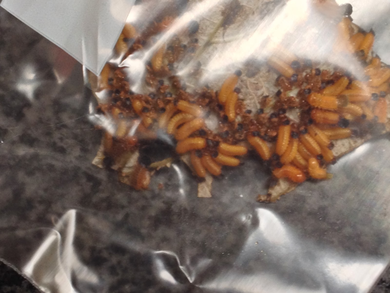 Panamapresley Out and about our little town of Boquete