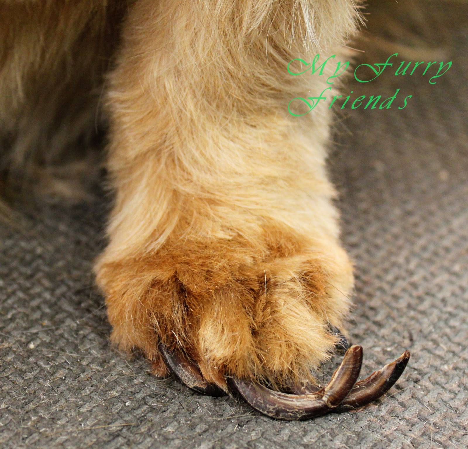 How To Get Cat S Nails Removed How To Get Cat S Nails Removed