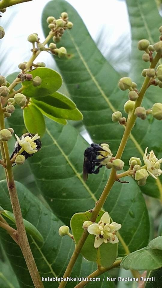 Pokok Bunga Lebah - Longan atau Mata Kucing (Dimocarpus longan) - Kelab