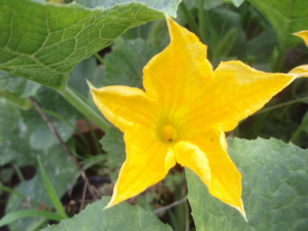 Hero爺 ブログ 051 Flower (Marrow squash カボチャ Kabocha 南瓜)