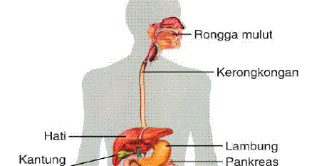 Organ Penyusun Sistem Pencernaan pada Manusia