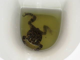 Web+Toad.jpg