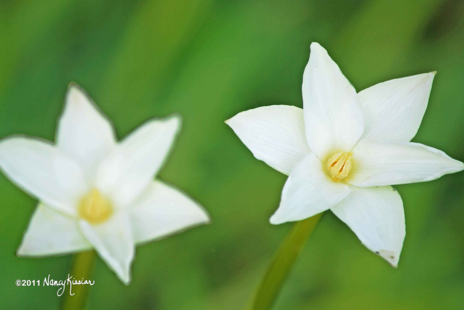 Wild About Texas Rain Lilies...No Worry Here