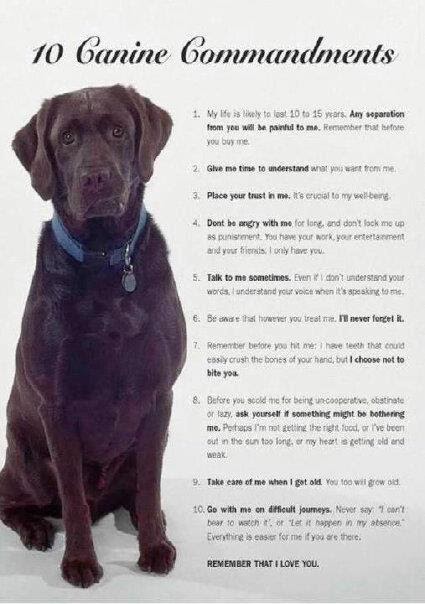 life inspiration quotes: Best dog quotes